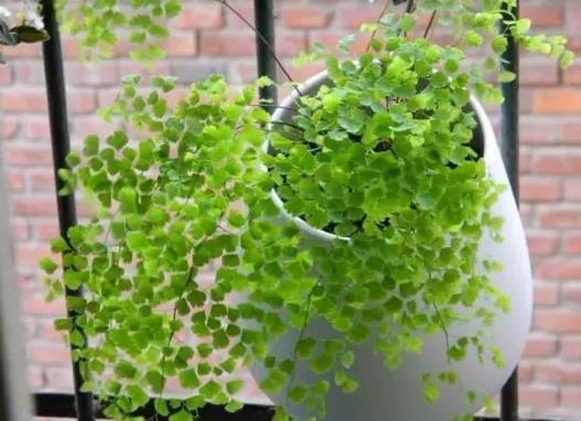 千叶吊兰植株干枯怎么办?千叶吊兰烂根后怎么处理