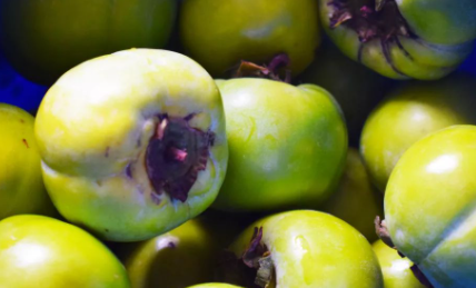 如何催熟柿子变软2