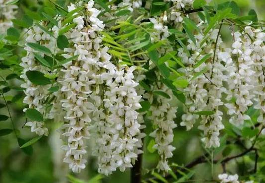 吃洋槐花的时候它的柄和花蕾要摘掉吗?槐花发酸还能吃吗