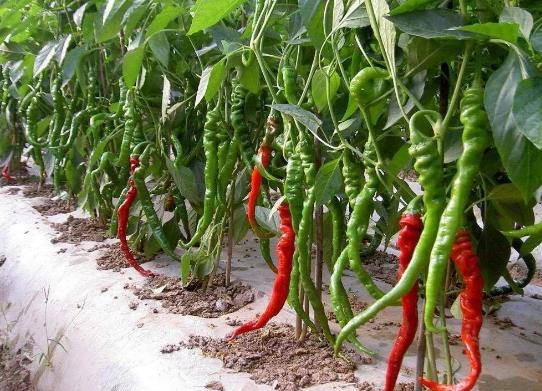盆栽辣椒怎样养才长得旺盛?怎么控制辣椒疯长?