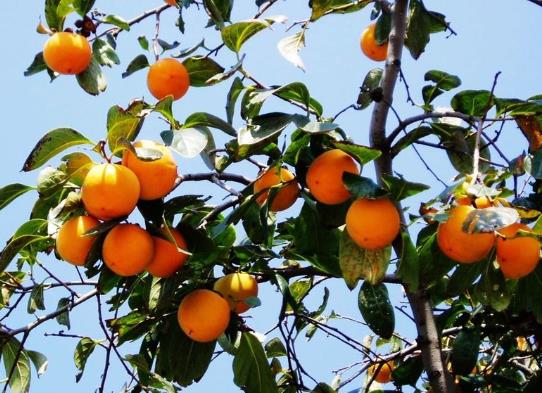 吃柿子能喝酒吗?柿子能和牛奶一起吃吗