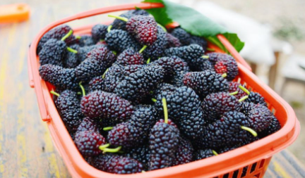 桑葚泡水放多少粒3