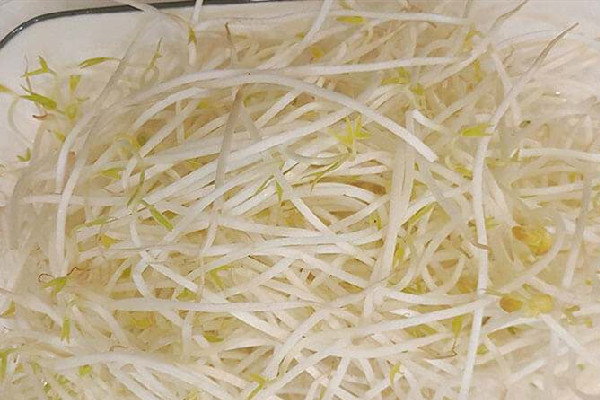 绿豆芽有点苦怎么回事 绿豆芽发苦还能吃吗 绿豆芽有点苦怎么回事 绿豆芽发苦还能吃吗