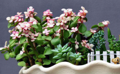 上釉花盆和塑料花盆哪个透气3