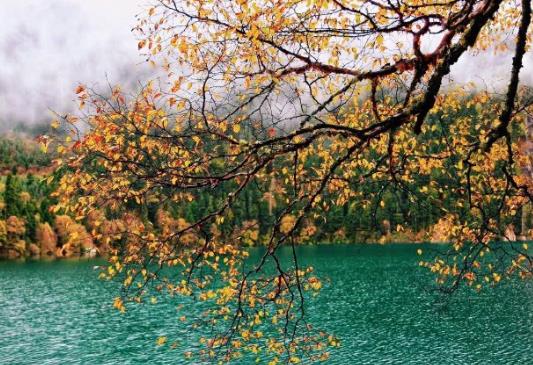 行程卡星号怎么去掉?行程卡带星号还能回家吗