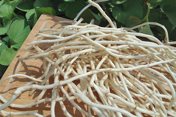 鱼腥草可以泡水喝吗 鱼腥草可以长期泡水喝吗 鱼腥草可以泡水喝吗 鱼腥草可以长期泡水喝吗