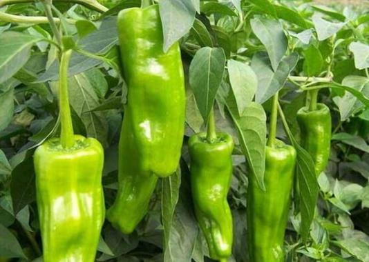 盆栽辣椒怎样养才长得旺盛?怎么控制辣椒疯长?