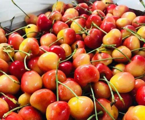 黄金车厘子和红车厘子哪个贵?黄金车厘子和红车厘子哪个好吃