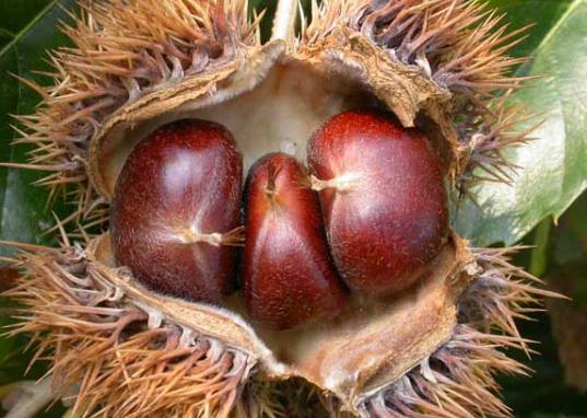 烤箱烤板栗要用什么火?烤板栗的具体做法