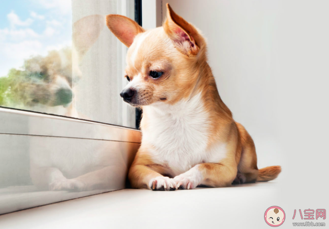 宠物托运回国要哪些手续证明 办理宠物托运你需要知道的几点