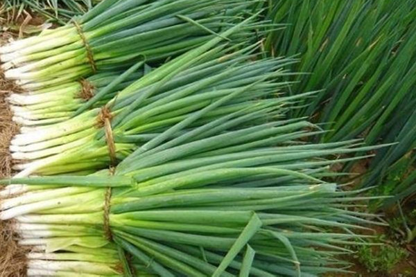 大葱是生吃好还是熟吃好 大葱生吃要蘸什么酱 大葱是生吃好还是熟吃好 大葱生吃要蘸什么酱