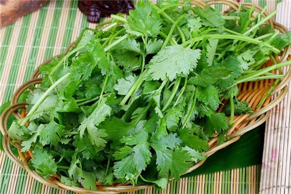 香菜怎么择 香菜怎么挑选 香菜怎么择 香菜怎么挑选