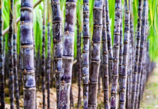 吃甘蔗舌头上长泡是什么原因?吃甘蔗时不小心吞了怎么办