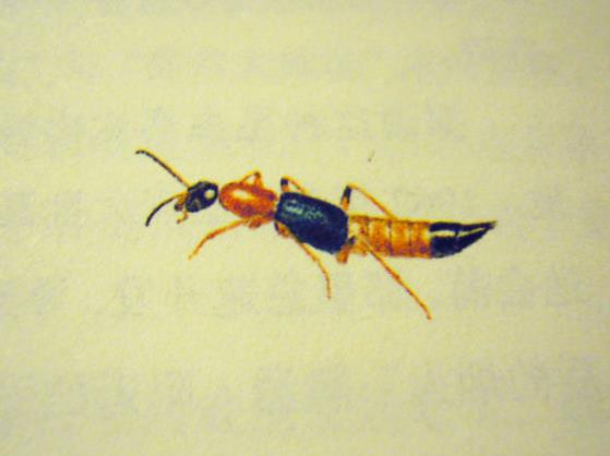 被隐翅虫咬的泡可以戳破吗?隐翅虫皮炎扩散全身怎么治疗