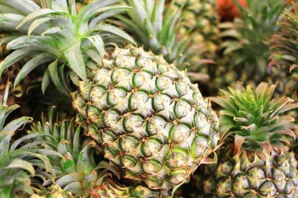 菠萝的糖分含量高吗 菠萝糖尿病人能吃吗 菠萝的糖分含量高吗 菠萝糖尿病人能吃吗