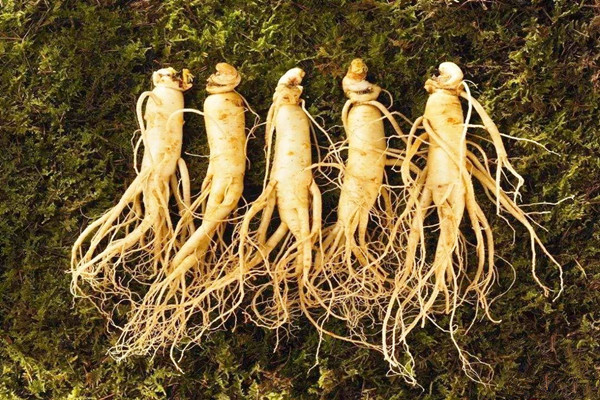 长白山人参发霉了还能吃吗 长白山人参发霉怎么处理 长白山人参发霉了还能吃吗 长白山人参发霉怎么处理