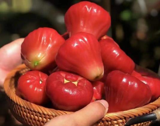 莲雾碰伤还可以吃吗?莲雾和中药可以一起吃吗