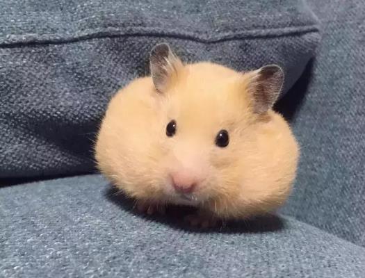 给仓鼠剪牙齿会疼吗?怎么看出仓鼠是公的还是母的?