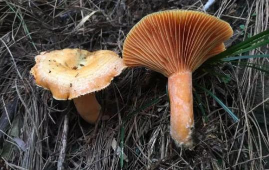 松树菌可以吃吗?松树菌有毒吗?