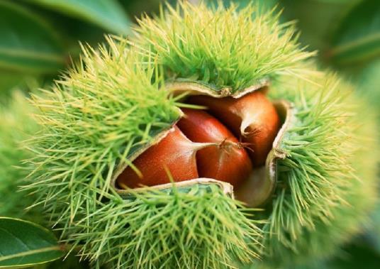 烤箱烤板栗要用什么火?烤板栗的具体做法