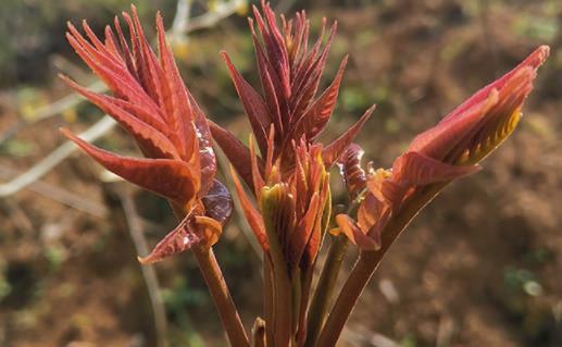 香椿有点老可以吃吗 上火能吃香椿炒鸡蛋吗