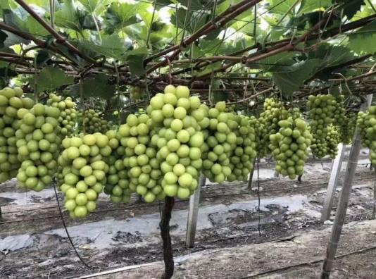 阳光玫瑰是提子还是葡萄?阳光玫瑰太甜了会不会糖分太高