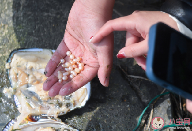 取出珍珠之后的贝肉可以吃吗 普通的河蚌怎样养成珍珠蚌 取出珍珠之后的贝肉可以吃吗 普通的河蚌怎样养成珍珠蚌