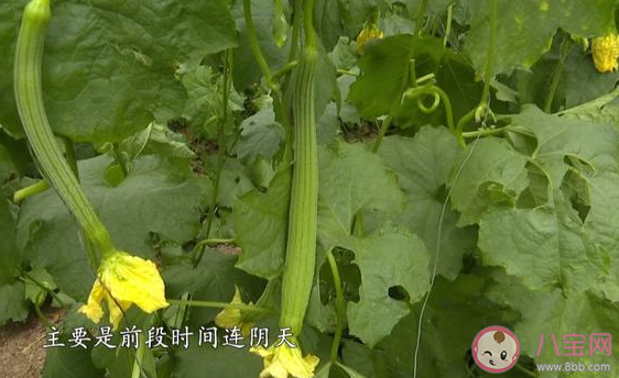 蔬菜价格高位运行态势仍会持续 蔬菜什么时候才会降价 蔬菜价格高位运行态势仍会持续 蔬菜什么时候才会降价