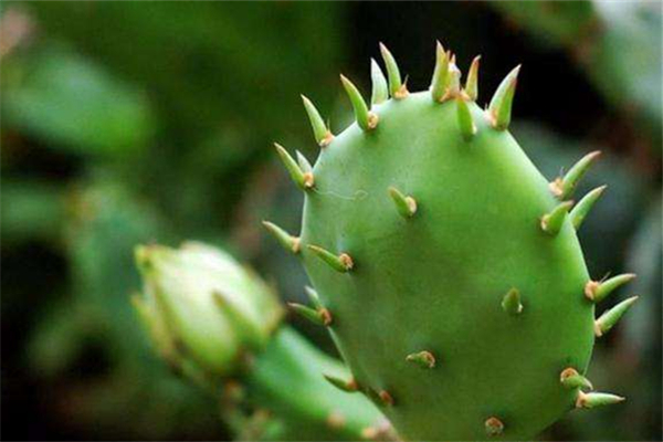 仙人掌泡水喝能降血糖吗 仙人掌泡水喝有什么功效 仙人掌泡水喝能降血糖吗 仙人掌泡水喝有什么功效