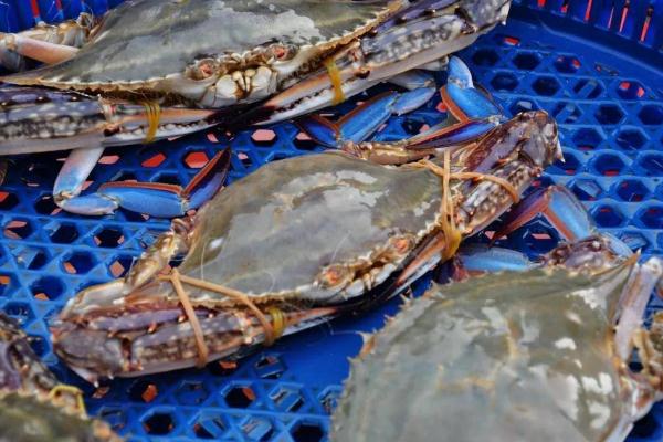 海鲜有营养吗 海鲜有保质期吗