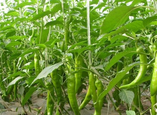 盆栽辣椒怎样养才长得旺盛?怎么控制辣椒疯长?