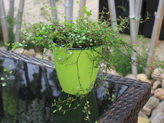 千叶吊兰植株干枯怎么办?千叶吊兰烂根后怎么处理