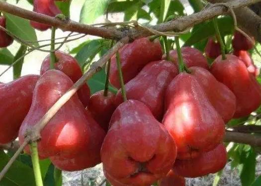 莲雾心是海绵的好吗?莲雾坏了一半另一半还能吃吗