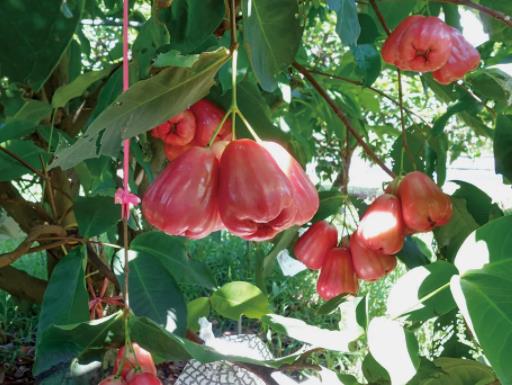 莲雾碰伤还可以吃吗?莲雾和中药可以一起吃吗