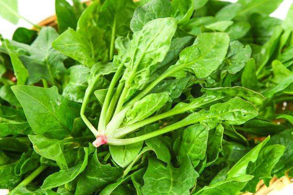 菠菜是否要焯水 菠菜不焯水可以吃吗 菠菜是否要焯水 菠菜不焯水可以吃吗