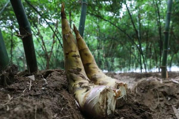 春笋要剥到什么程度 春笋要怎么保存 春笋要剥到什么程度 春笋要怎么保存