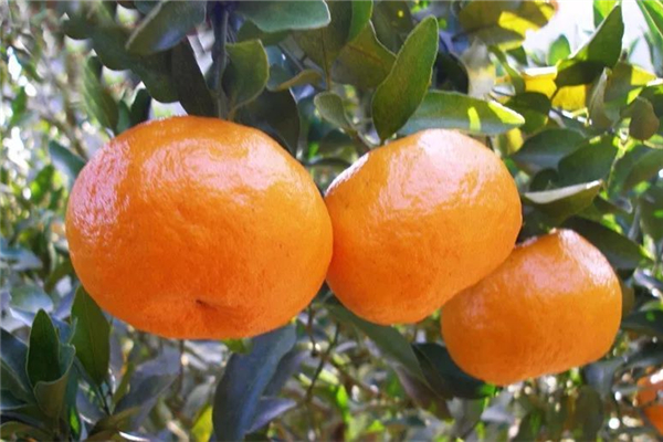 芦柑什么时候上市 芦柑是什么季节的水果 芦柑什么时候上市 芦柑是什么季节的水果