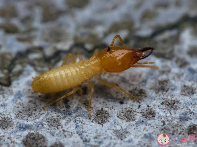 白蚁入侵房屋怎么办 怎么避免白蚁入侵