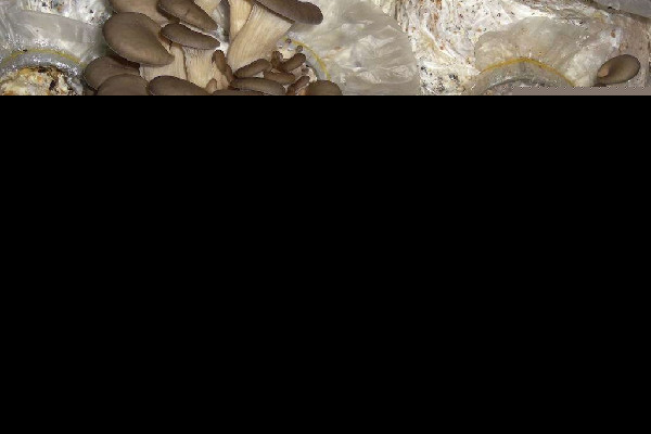 姬菇的功效和作用 姬菇可以煮汤吗