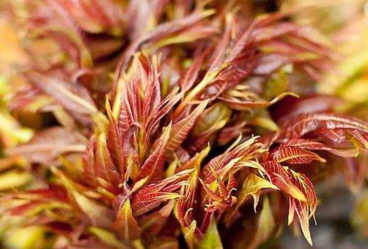 香椿晒干后怎么吃?香椿怎么做好吃