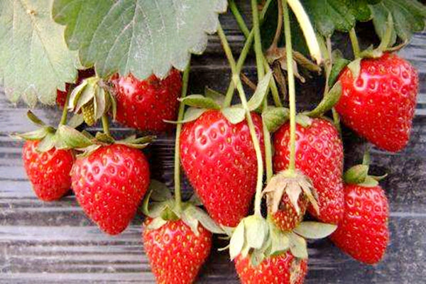 草莓可以空腹吃吗 草莓什么时间吃好