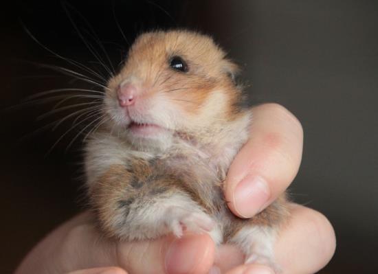 给仓鼠剪牙齿会疼吗?怎么看出仓鼠是公的还是母的?