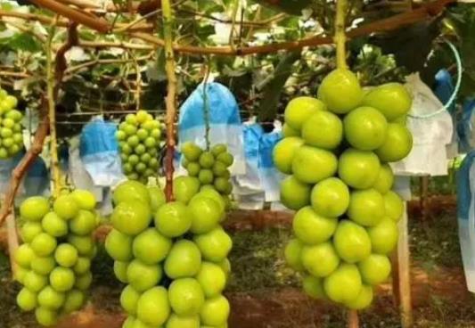 阳光玫瑰是提子还是葡萄?阳光玫瑰太甜了会不会糖分太高