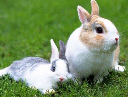 兔子咬人疼不疼?兔子快冻死了是什么样的