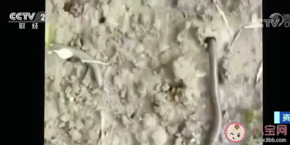 蚯蚓干价格暴涨是什么原因 蚯蚓干有什么药用价值 蚯蚓干价格暴涨是什么原因 蚯蚓干有什么药用价值