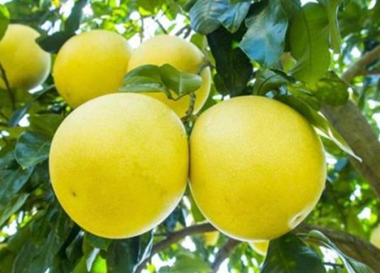 哪种柚子叶酸高?糖尿病患者能吃柚子吗