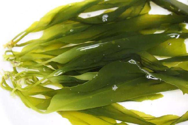 裙带菜要不要焯水 裙带菜煮多久可以吃 裙带菜要不要焯水 裙带菜煮多久可以吃
