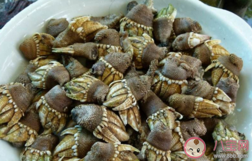 为何鹅颈藤壶这么贵 鹅颈藤壶做菜好吃吗 为何鹅颈藤壶这么贵 鹅颈藤壶做菜好吃吗