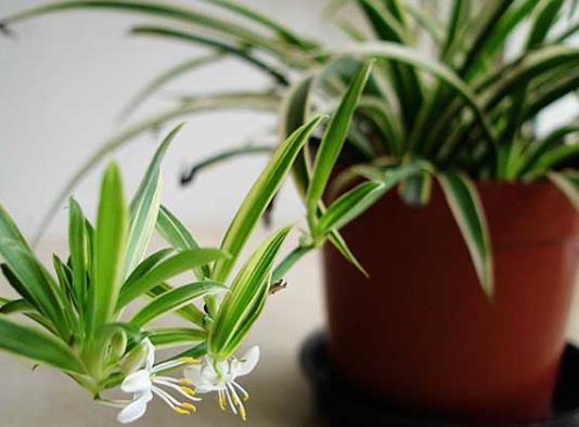 吊兰怎么养才能更旺盛?吊兰叶尖发黄要剪掉吗