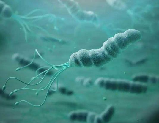 感染幽门螺杆菌有什么症状?幽门螺旋杆菌阴性正常吗